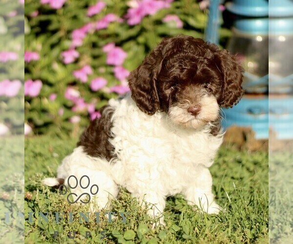 Medium Photo #3 Cavapoo Puppy For Sale in QUARRYVILLE, PA, USA