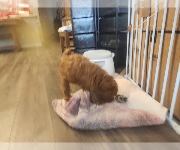 Medium Photo #8 Cavapoo (Miniature)-Goldendoodle Mix Puppy For Sale in SAN TAN VALLEY, AZ, USA
