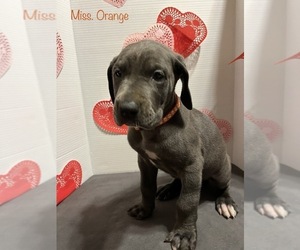 Great Dane Puppy for sale in ASTOR, FL, USA