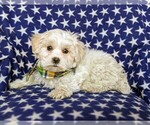 Small Photo #4 Maltese Puppy For Sale in ATGLEN, PA, USA