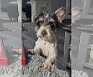 Schnauzer (Miniature) Puppy for sale in GOSHEN, IN, USA