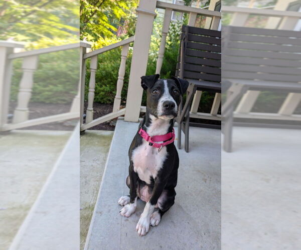 Medium Photo #4 Labbe Puppy For Sale in Brewster, NY, USA