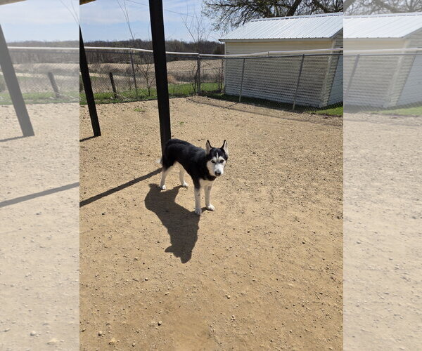 Medium Photo #1 Siberian Husky Puppy For Sale in Maquoketa, IA, USA