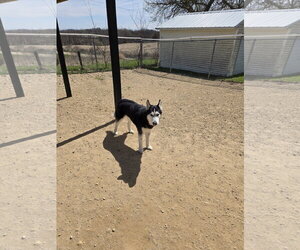 Siberian Husky Dogs for adoption in Maquoketa, IA, USA