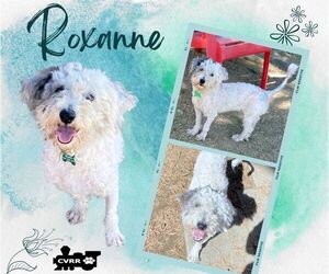 Poodle (Miniature) Dogs for adoption in Lindsay, CA, USA