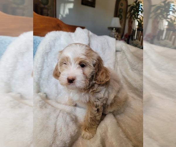 Medium Photo #11 Lhasa Apso Puppy For Sale in PHOENIX, AZ, USA