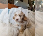 Small #10 Lhasa Apso