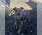 Small #1 Chihuahua