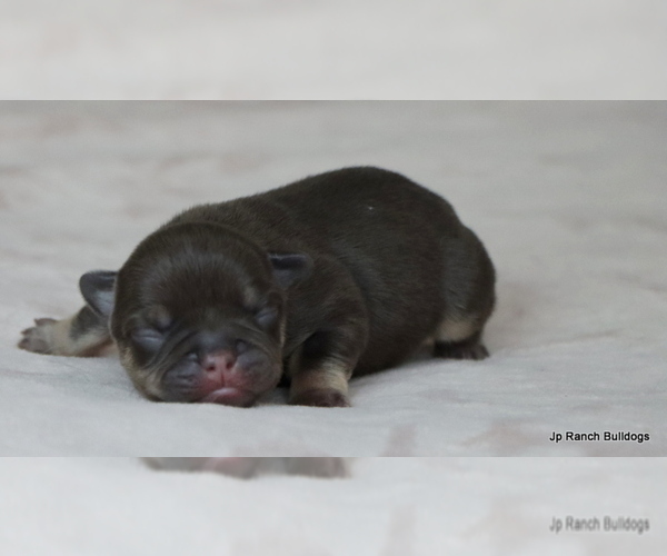 Medium Photo #6 French Bulldog Puppy For Sale in WINNSBORO, TX, USA
