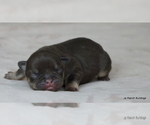 Small #4 French Bulldog