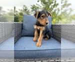 Small #3 Airedale Terrier