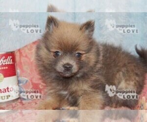 Pomeranian Puppy for sale in SANGER, TX, USA
