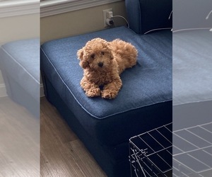 Poodle (Miniature) Puppy for sale in FRAMINGHAM, MA, USA