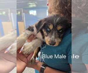 Mutt Dogs for adoption in Emmett, ID, USA