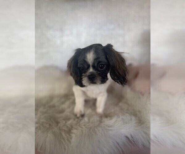 Medium Photo #2 Shih Tzu Puppy For Sale in STUART, FL, USA