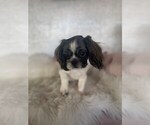 Small #1 Shih Tzu