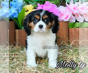 Cavalier King Charles Spaniel Puppy for sale in MIAMI, FL, USA