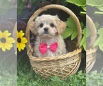 Small #10 Cav-A-Malt-Maltese Mix