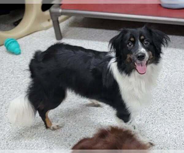 Medium Photo #4 Border Collie Puppy For Sale in Highland, IL, USA
