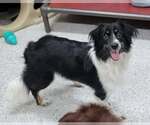 Small #3 Border Collie