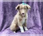 Small #7 Australian Shepherd