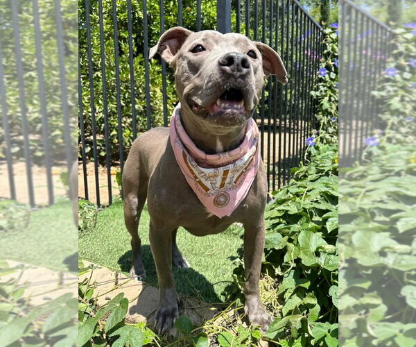 Medium Photo #3 American Pit Bull Terrier-Unknown Mix Puppy For Sale in Redlands, CA, USA