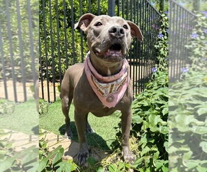 Harper - Female American Pit Bull Terrier-Unknown Mix Dog for Adoption - Photo #3