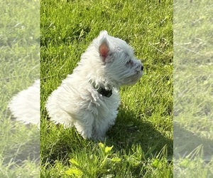 West Highland White Terrier Puppy for sale in AKRON, NY, USA
