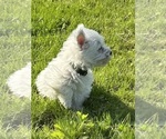 Small West Highland White Terrier