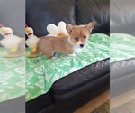 Small #12 Pembroke Welsh Corgi