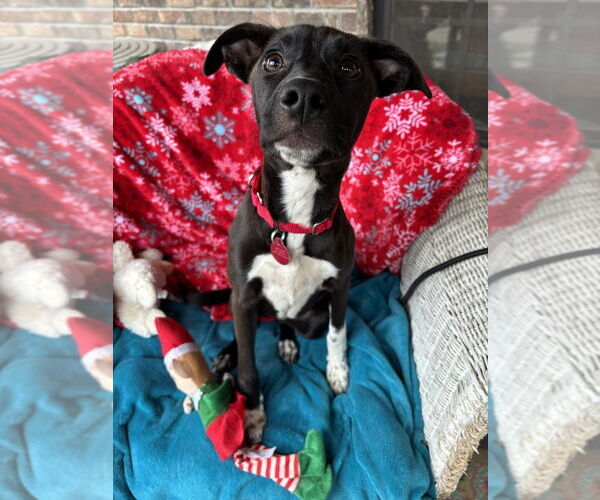 Medium Photo #3 Mountain Cur-Unknown Mix Puppy For Sale in Boston, MA, USA