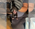 Litter of 10 - Male(s) and Female(s) Cane CorsoLitter of Puppies for Sale - Photo #14