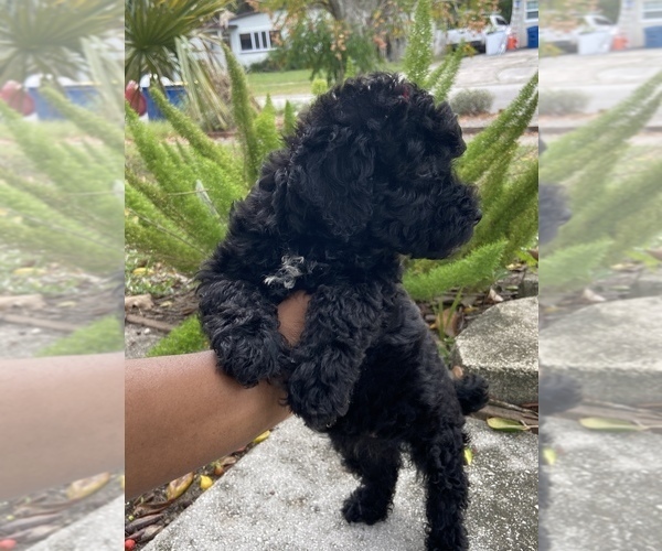 Medium Photo #5 Poodle (Miniature) Puppy For Sale in JACKSONVILLE, FL, USA
