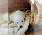 Small Photo #4 Great Pyrenees Puppy For Sale in FALCON, CO, USA