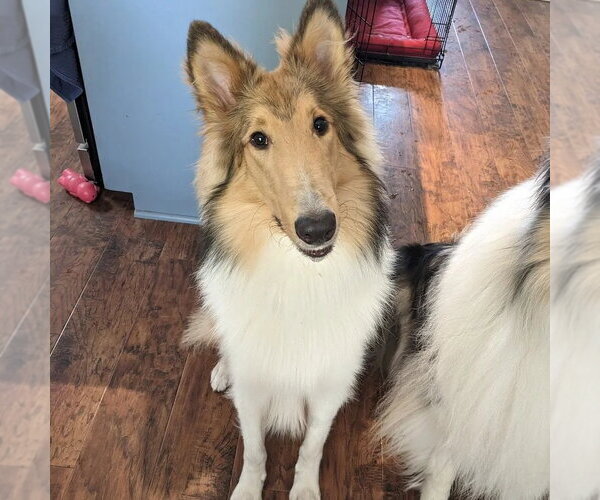 Medium Photo #1 Collie Puppy For Sale in Dublin, OH, USA