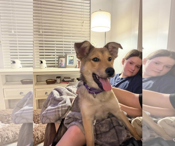 Medium Photo #2 Golden Retriever-Unknown Mix Puppy For Sale in Gilberts, IL, USA