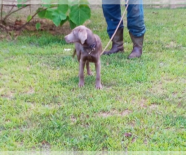 Medium Photo #1 Labrador Retriever Puppy For Sale in ASHEBORO, NC, USA