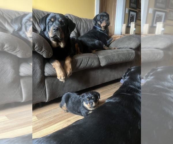 Medium Photo #13 Rottweiler Puppy For Sale in BUSKIRK, NY, USA