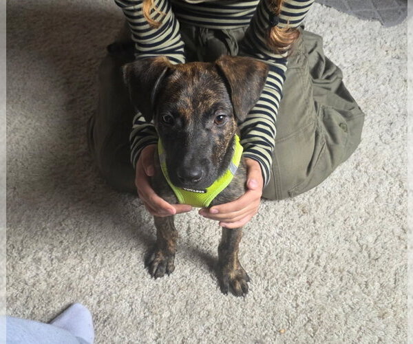 Medium Photo #1 Labrador Retriever-Unknown Mix Puppy For Sale in Aurora, CO, USA
