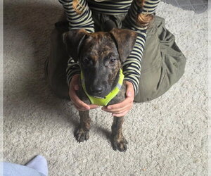 Labrador Retriever-Unknown Mix Dogs for adoption in Aurora, CO, USA