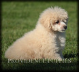 Small Photo #50 Poodle (Miniature) Puppy For Sale in COPPOCK, IA, USA