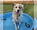 Small #1 Labrador Retriever Mix