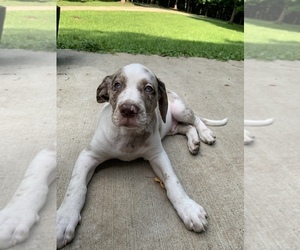 Catahoula Leopard Dog Puppy for sale in WILLIAMSPORT, IN, USA