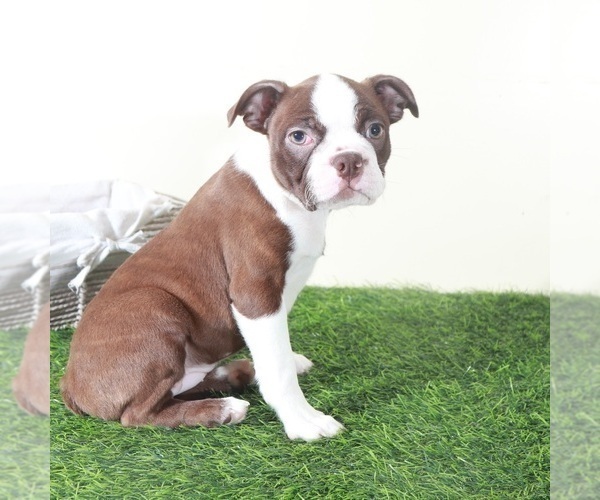 Medium Photo #3 Boston Terrier Puppy For Sale in MOUNT VERNON, OH, USA