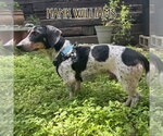 Small #3 Dachshund
