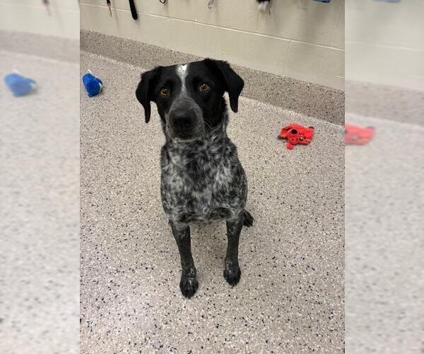 Medium Photo #1 German Shorthaired Pointer-Unknown Mix Puppy For Sale in Brighton, CO, USA