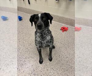 German Shorthaired Pointer-Unknown Mix Dogs for adoption in Brighton, CO, USA