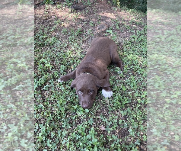 Medium Photo #4 Lab-Pointer Puppy For Sale in PELZER, SC, USA