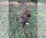 Small #3 Lab-Pointer