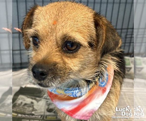 Medium Photo #1 Mutt Puppy For Sale in Washington, DC, USA